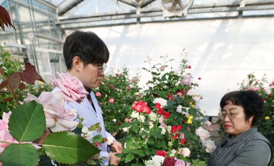 형형색색 겨울 장미