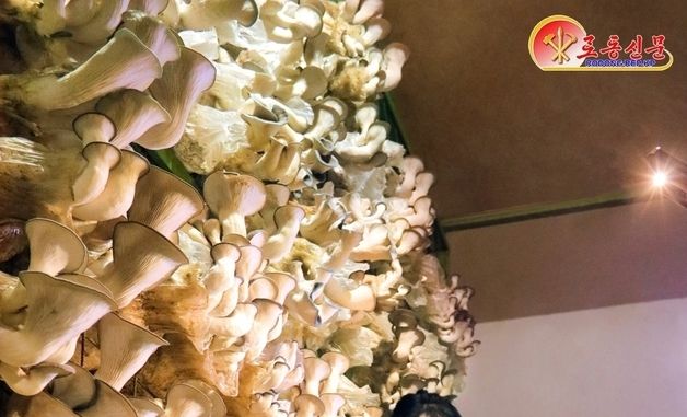 '버섯 수확의 기쁨' 누리는 北 장자강버섯공장 직원들 조명