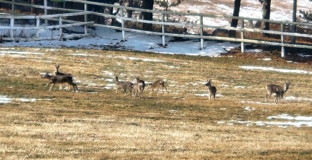 제주 노루 가족의 여유로운 오후