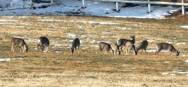 나들이 나온 제주 노루가족