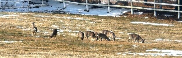 풀 뜯는 제주 노루가족