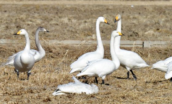 천연기념물 큰고니의 죽음