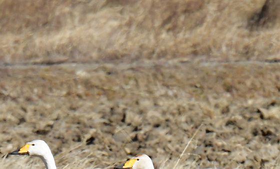 주변 지켜주는 큰고니 무리