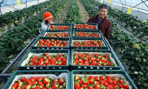잘 익은 '광주 북구 특산물' 지산딸기