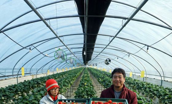 출하 앞둔 광주 북구 특산물 '지산딸기'