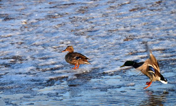 물을 찾아 날아가는 오리