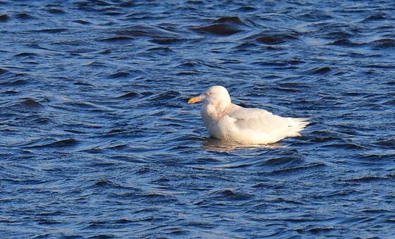 형산강 찾아온 흰갈매기