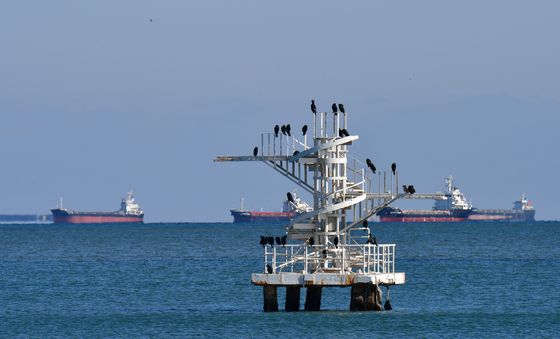 가마우지들의 오후