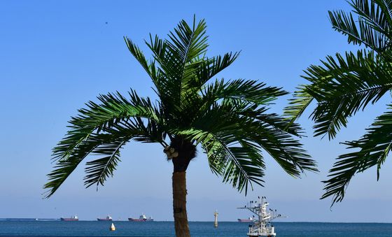 사계절 내내 푸른 인공 야자수