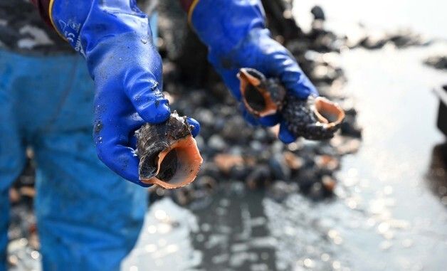 홍성군, 남당항 참소라 \'대풍\'