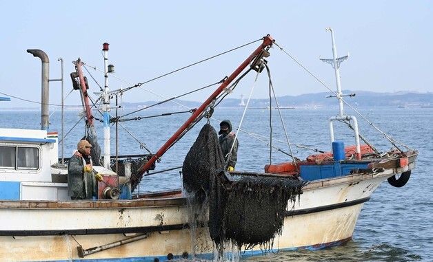 충남 홍성 참소라 대량 채취, 지역경제 기대