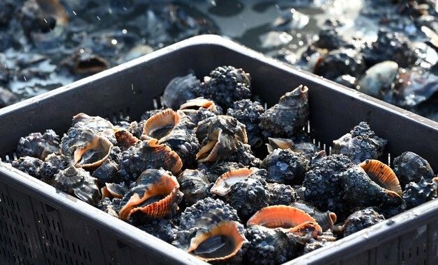 홍성 남당항 참소라 풍년, 하루 1.5톤 수확