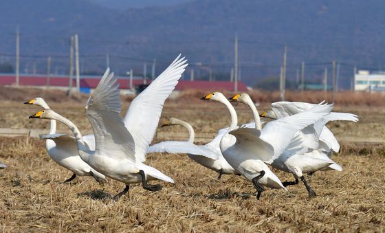 날개짓하는 큰고니
