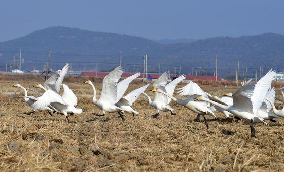 요란한 흥해들녘