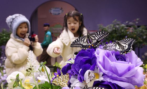 겨울에 만나는 나비