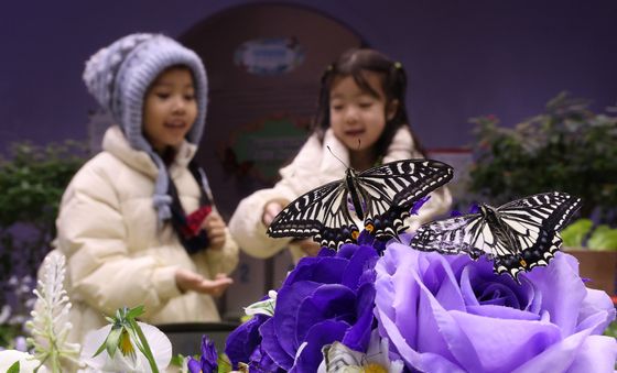 겨울에 만나는 나비