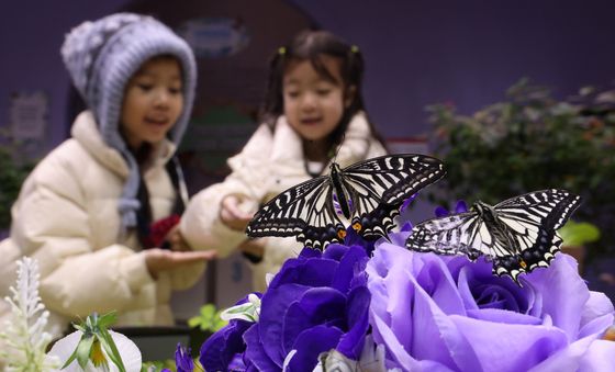 겨울에 만나는 나비