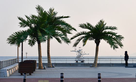 冬장군 기세에도 푸른 인공 야자수