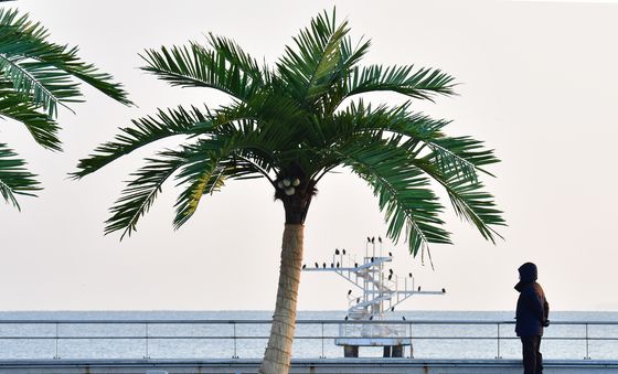 인공 야자수 아래에서