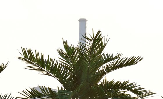 인공 야자수에 열매가 주렁 주렁