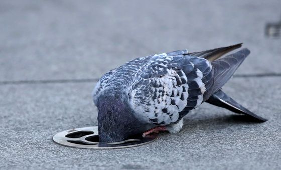 머리 박고 먹이 찾는 비둘기