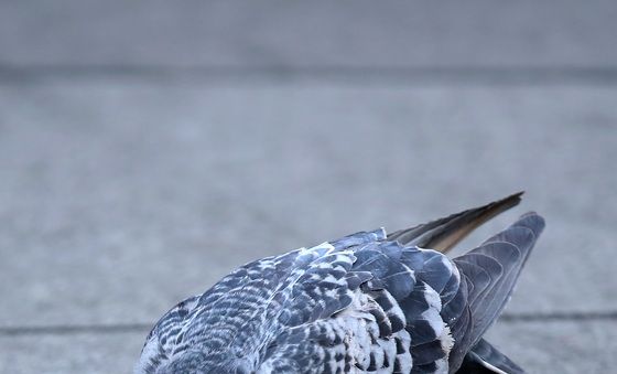 겨울철 먹이 찾는 도심 비둘기