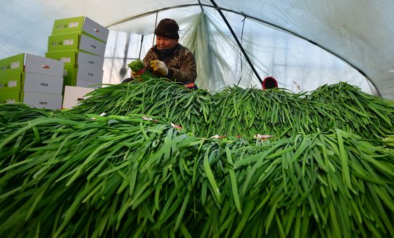 부추 다듬는 농심