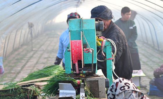 '겨울 건강식 부추 드세요'