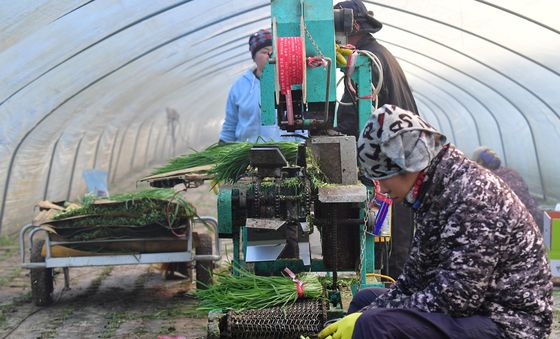 제철 맞은 포항 부추