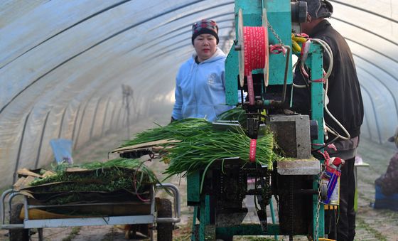 분주한 부추 농장