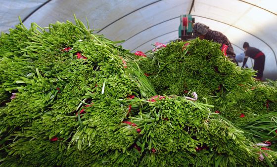 제철 부추 수확