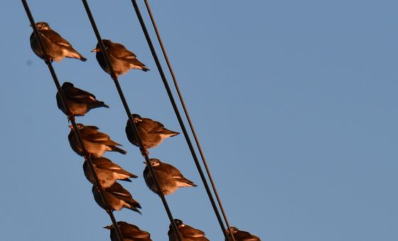 찌르레기들의 겨울