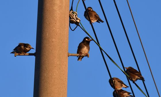 찌르레기들의 겨울 나기
