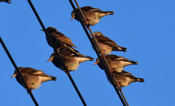 햇볕쬐는 찌르레기