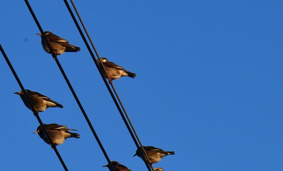 모여앉은 찌르레기들