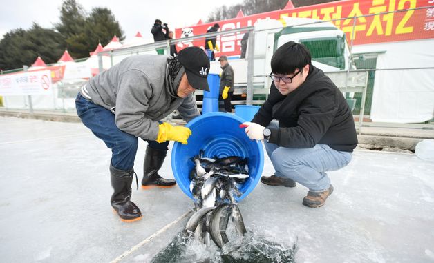 화천산천어축제 D-1, 산천어 방양