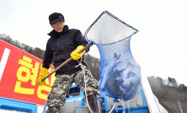 화천산천어축제 D-1, 산천어 방양