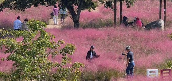 구미 낙동강체육공원 핑크뮬리 절정