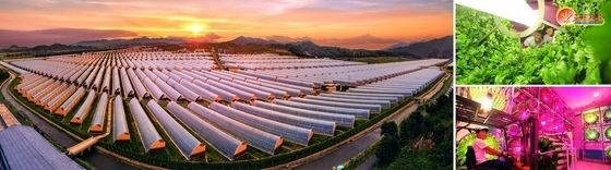 北 "온실채소 생산량·품종 증대"…증산 성과 선전