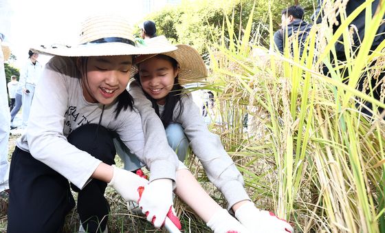 '직접 해보는 가을 벼 베기'