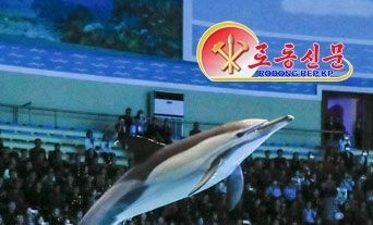 北 릉라도돌고래관서 진행되는 돌고래 쇼