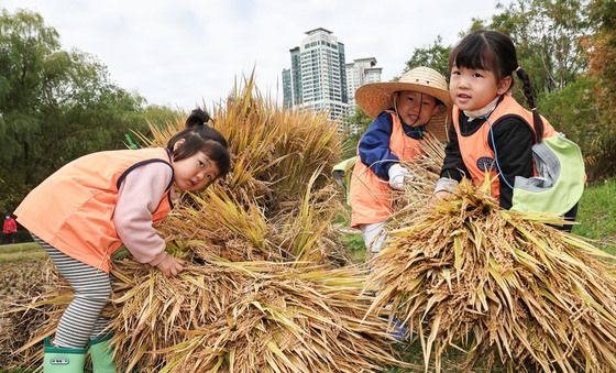 벼 베기부터 탈곡까지…어린이들의 도심 속 가을걷이