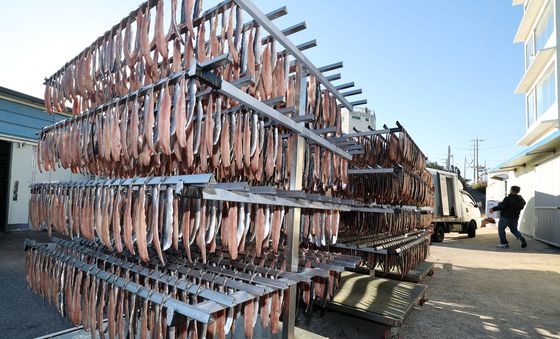 제철 맞은 꽁치 과메기