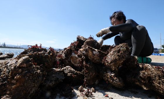 자연산 바위굴 손질하는 해녀