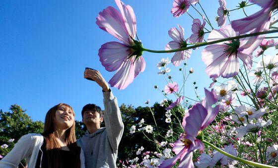 활짝 핀 코스모스 사이 가을 정취 물씬