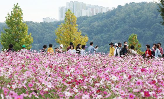 코스모스 동산