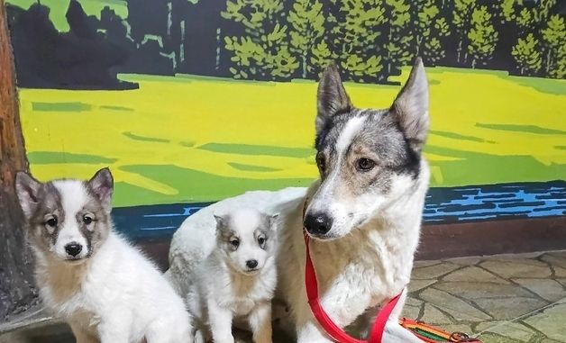 북한 중앙동물원 "새해에 10여 마리 동물 새끼 낳았다" 선전