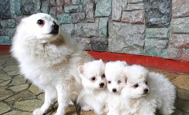 北 중앙동물원, 새끼 10여마리 늘어…"인민에게 기쁨 안겨줄 것"