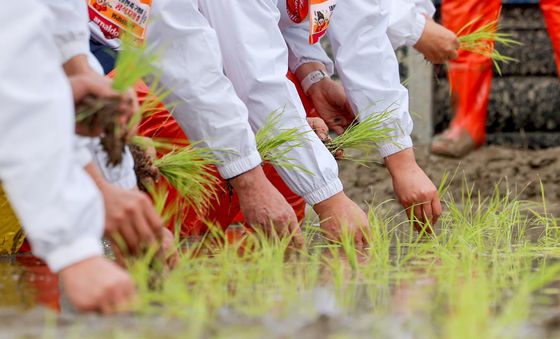 올해 첫 번째 모내기