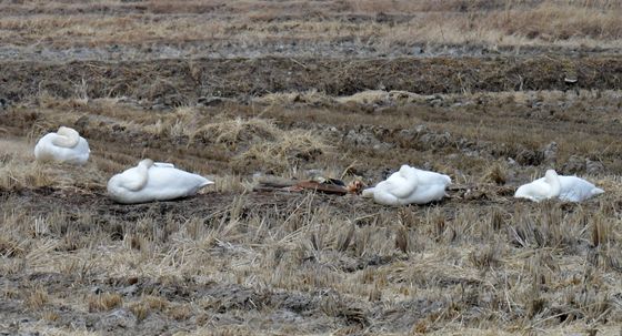 큰고니 낮잠 방해하지 마세요
